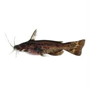 Catfish Driftwood