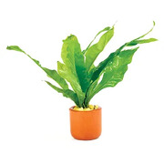 Microsorium Pot