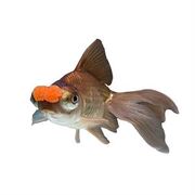 Goldfish Pom Pom