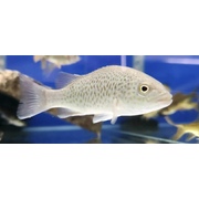 Perch Spangled