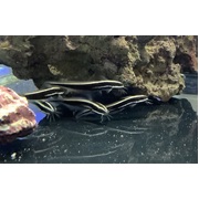 Striped Eel Catfish