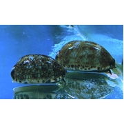 Arabica Cowrie