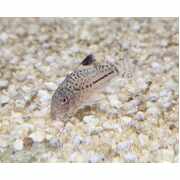 Corydoras Julii