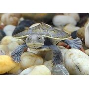 Macquarie River Short Neck Turtle
