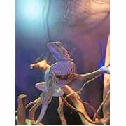 Central Bearded Dragons