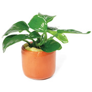 Anubias Nana Pots
