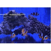 Established Percula Clown Foursome