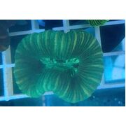 Trachyphyllia Green T2