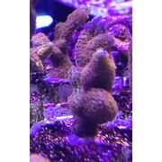 Montipora Digitata Red Med Frag SPS 8