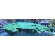 Green Monti XL