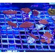 Montipora Red Scrolling Small Frags