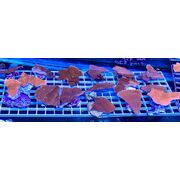 Montipora Red Scrolling Large Frags