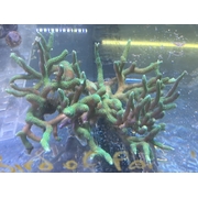 Green Birds Nest Large 1