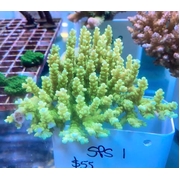 SPS 1