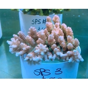 SPS 3