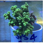 SPS 4