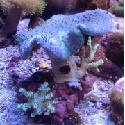 Combo Softy Rock