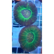 Scolly Green