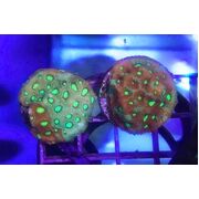 Aussie War Coral Frag