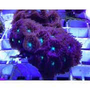 Blasto Merletti Frags