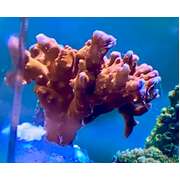 TNT Anacropora