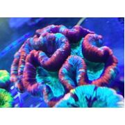 Trachyphyllia Ultra XL T5