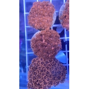 Goni Red Frag