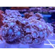 Pink Alveo Frag