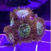 Gold Zoa Frags PRICE PER FRAG! #Zoa 9 