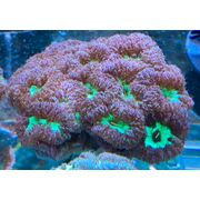 Blasto Welsi Large Purple Pieces