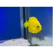 Black Fin(Woodheadi) Dwarf Angel
