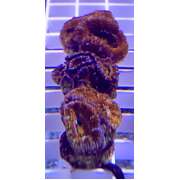 Acan A1