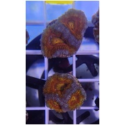 Acan A2