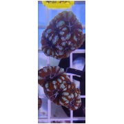 Acan A3