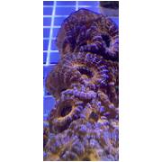Acan A4