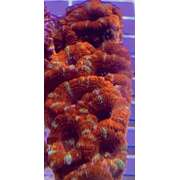 Acan A5