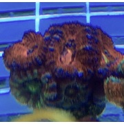 Acan A8