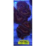 Acan A9