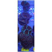 Acan A10