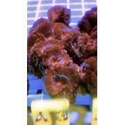 Acan A13