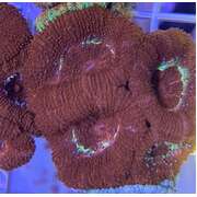 Acan A14