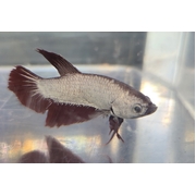 Betta Male Red Dragon Plakat 