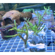Birdsnest Large Frag
