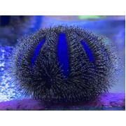 Blue Tuxedo Urchin