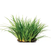 Dwarf Green Rush