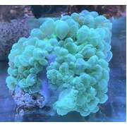 Bubble Coral Green Large