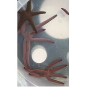 Purple Linckia Sea Star
