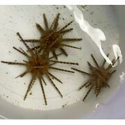 Thorny Urchin