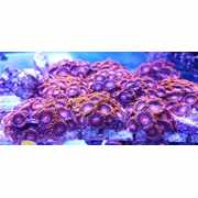 Bambam Zoas Large Frags
