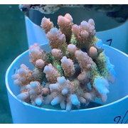 SPS 6